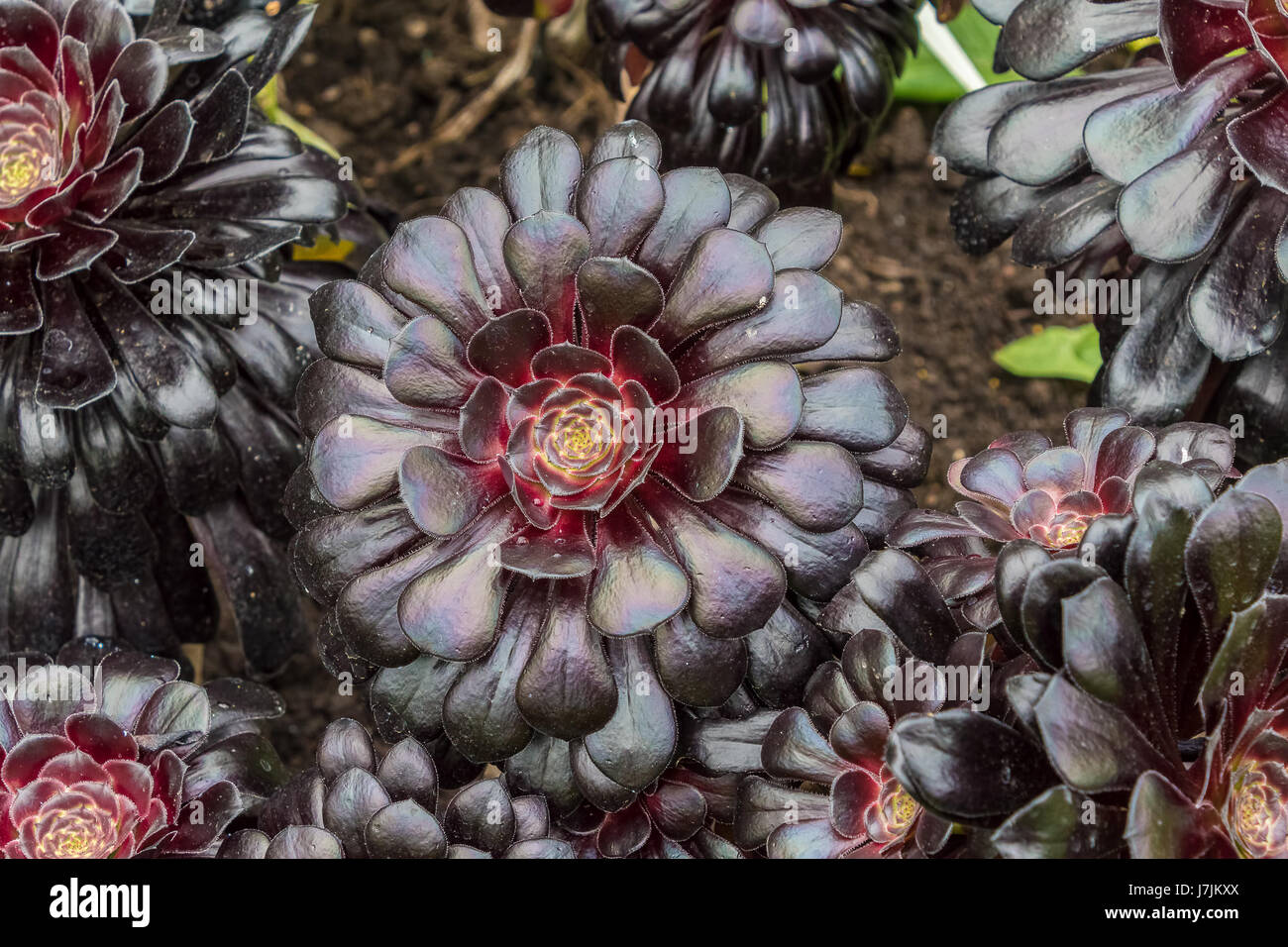 Aeonium Arboreum (Zwartkop), The flower has rosettes of burgundy-black ...