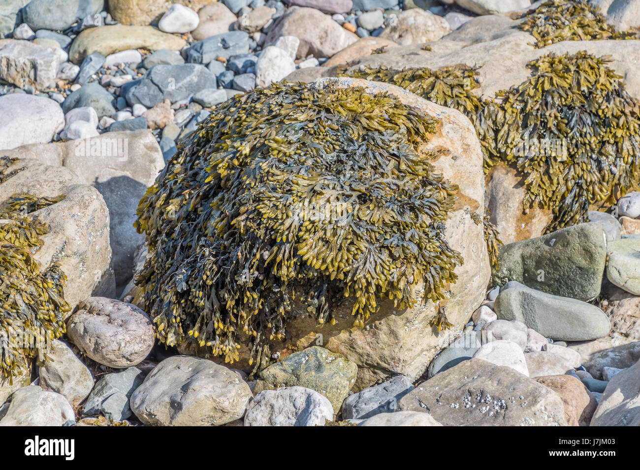 Seaweed growing on some rocks Stock Photo - Alamy
