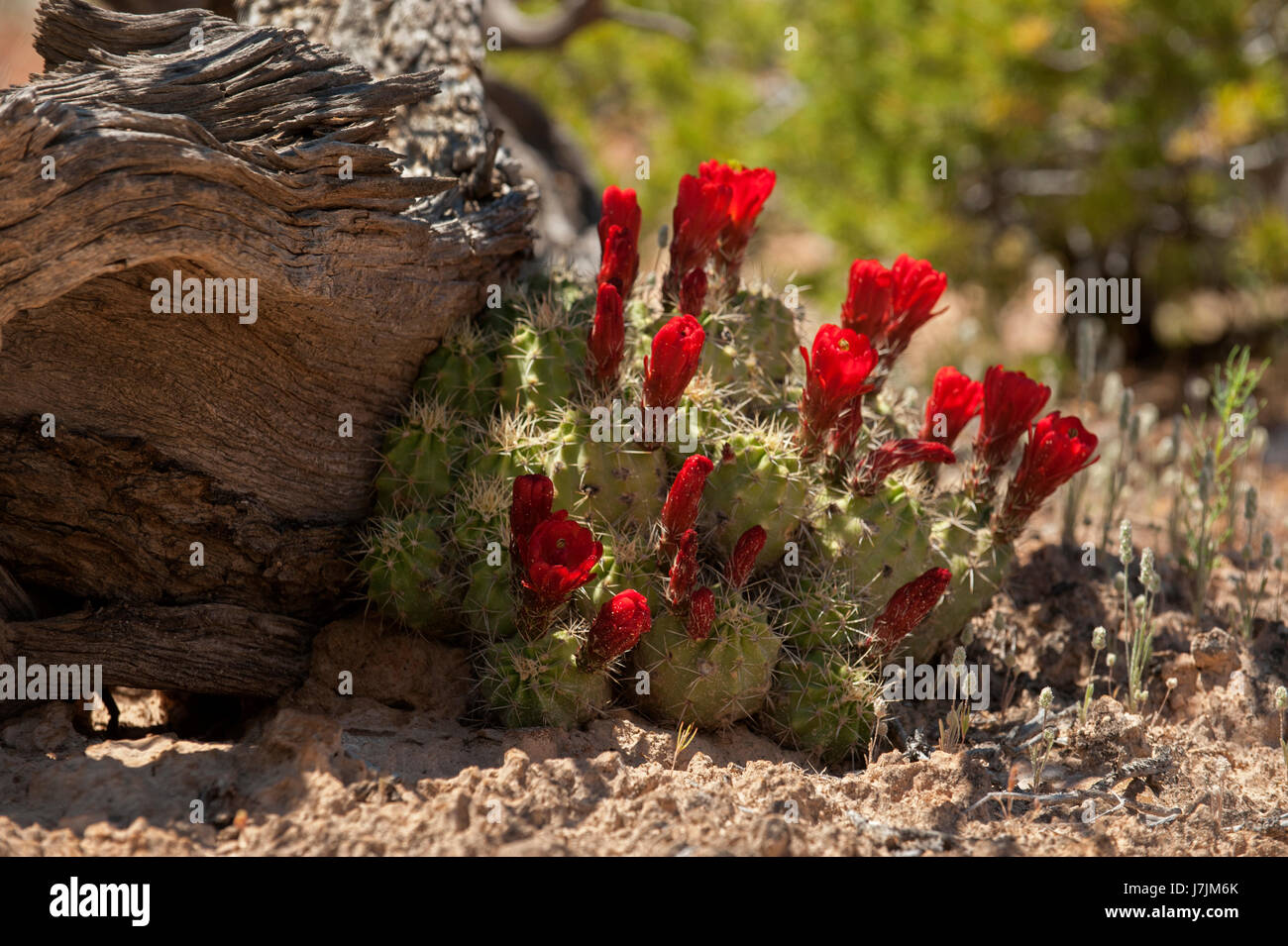 Claret Cup (Echinocereus triglochidiatus) cactus in bloom Stock Photo