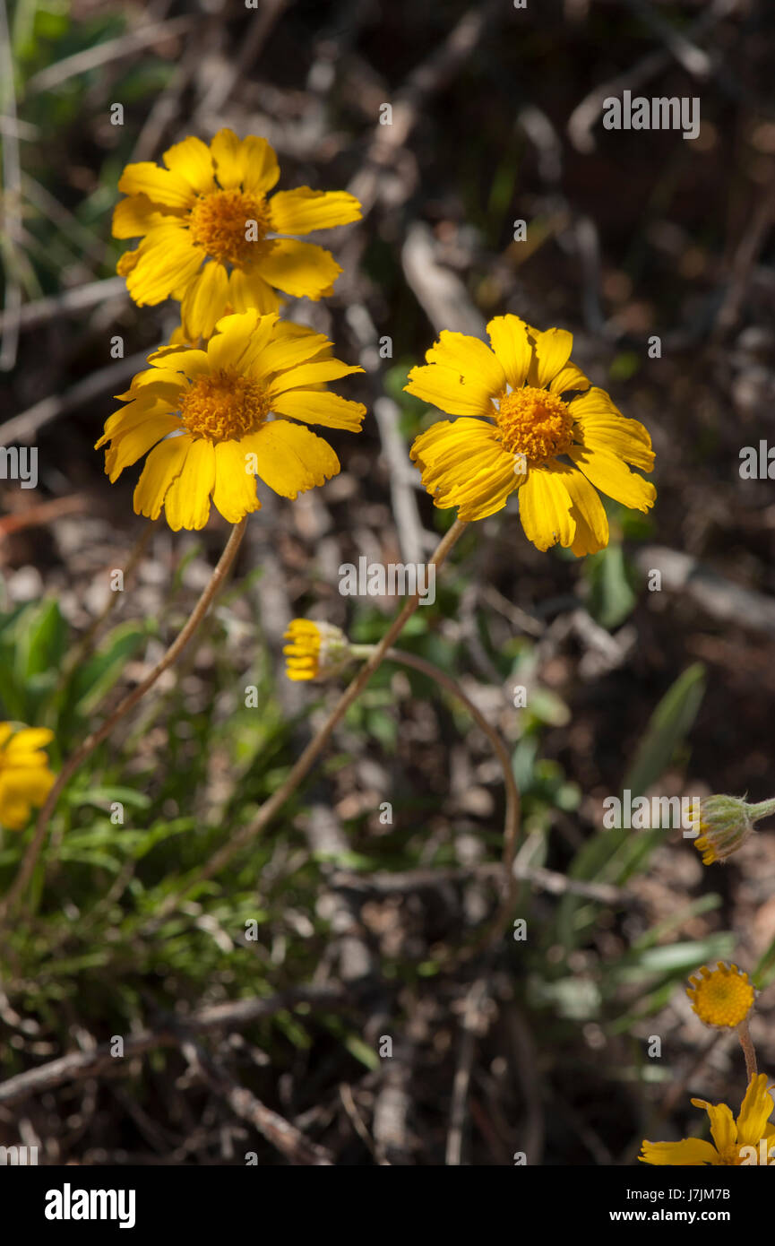 Stemless Woollybase (Tetraneuris Acaulis, formerly Hymenoxys Acaulis), a common May roadside flower in southern Utah Stock Photo