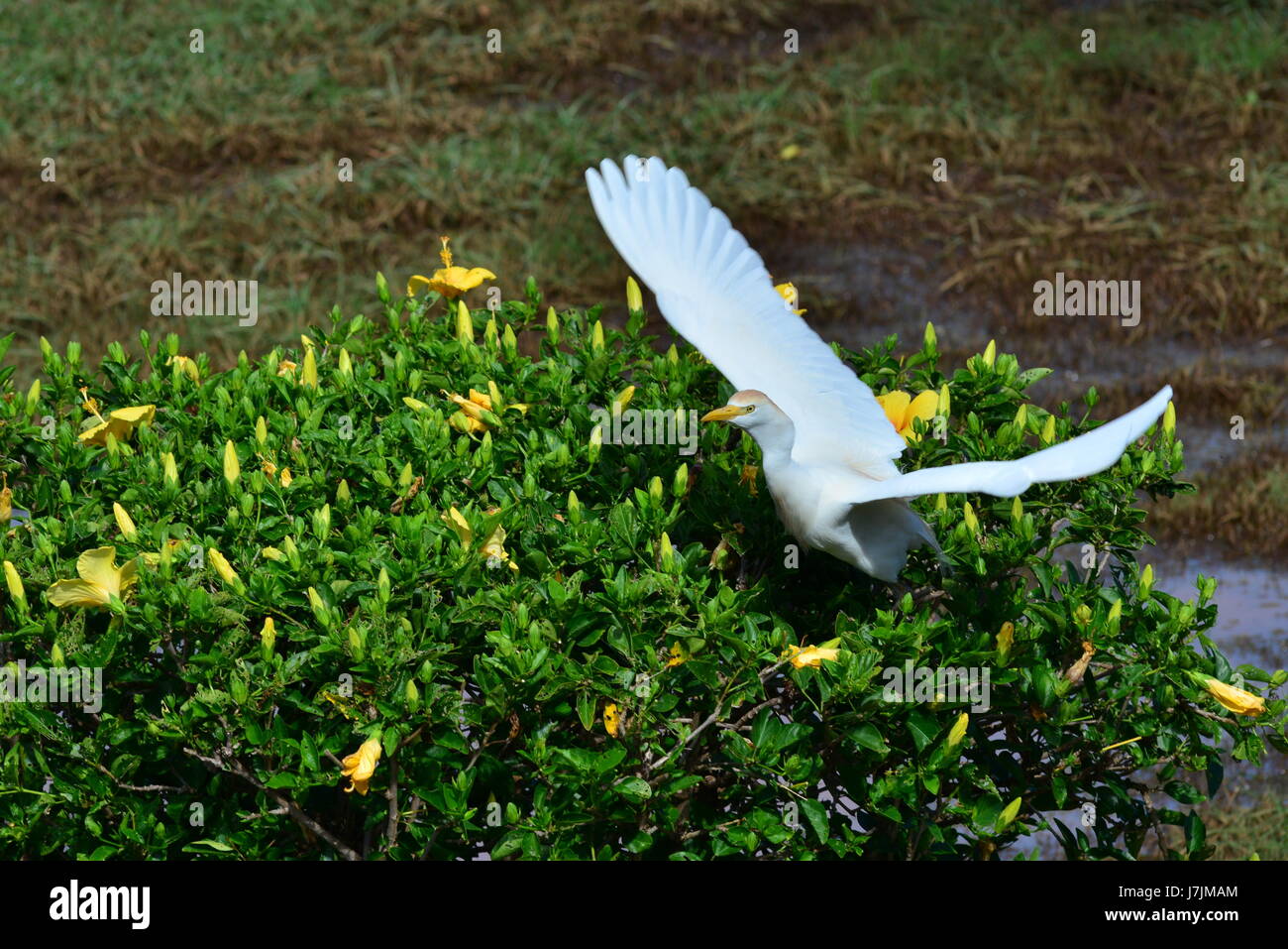 Beautiful Egret in flight and during take off in Hawaii Stock Photo Alamy