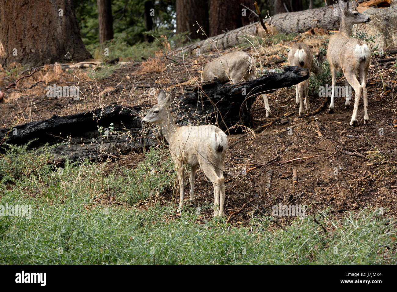 Piebald Mule Deer