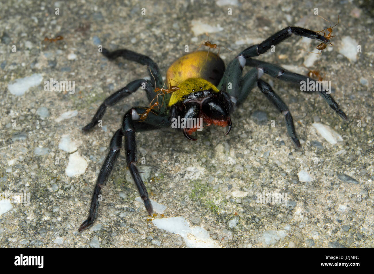 Black and gold huntsman.tube dwelling spider. Spider making threat posed. Stock Photo