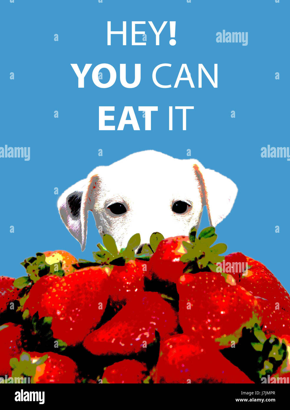 Hey! You Can Eat It Poster starring a white puppy and strawberries Stock Photo