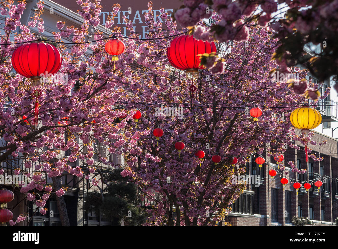 Cherry blossom tree victoria bc hires stock photography and images Alamy