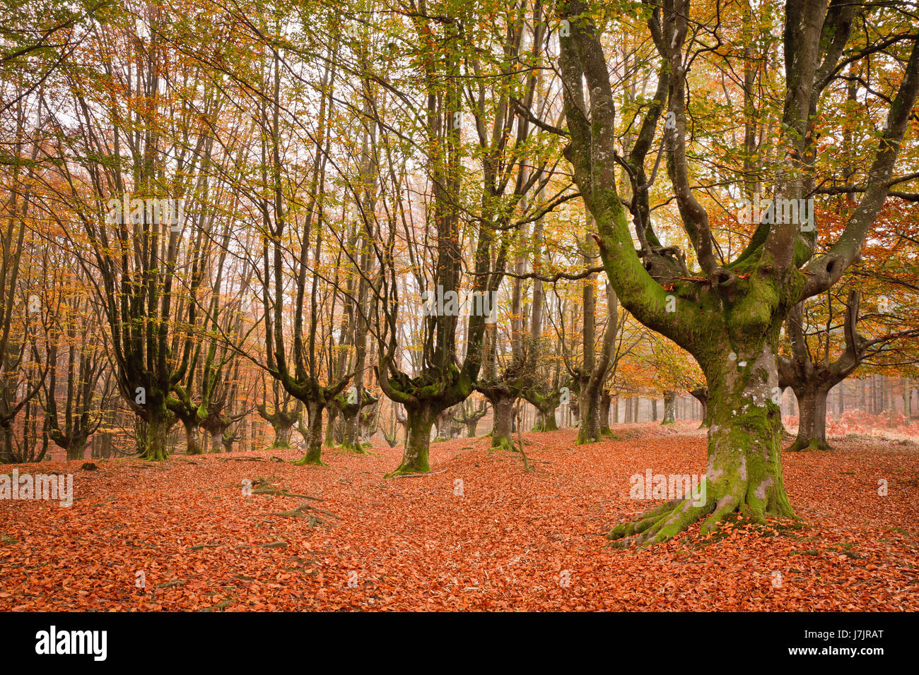 leaf colour tree trees ground soil earth humus leaves coloured ...