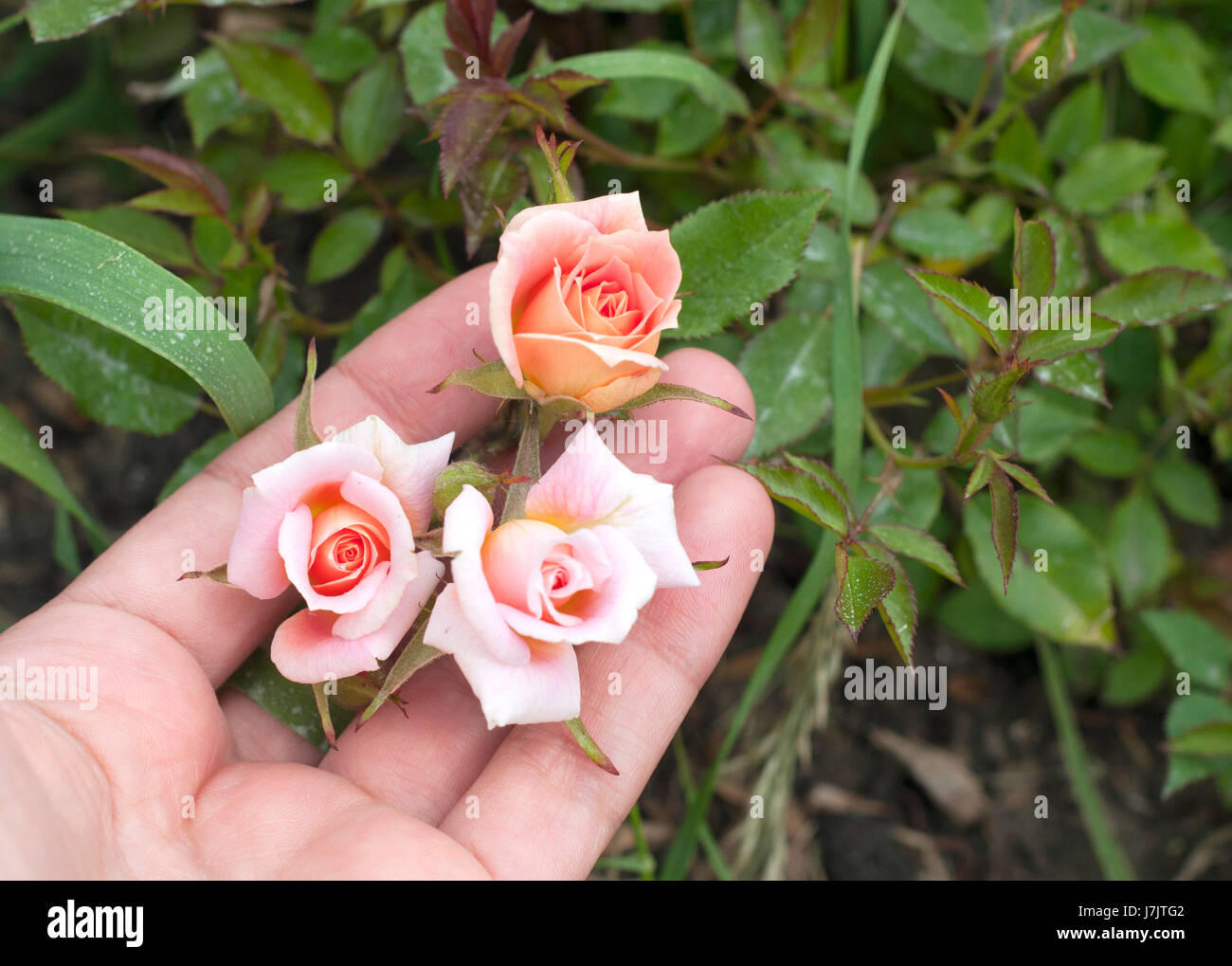 Close up image of pink little roses on woman hands in the garden Stock Photo