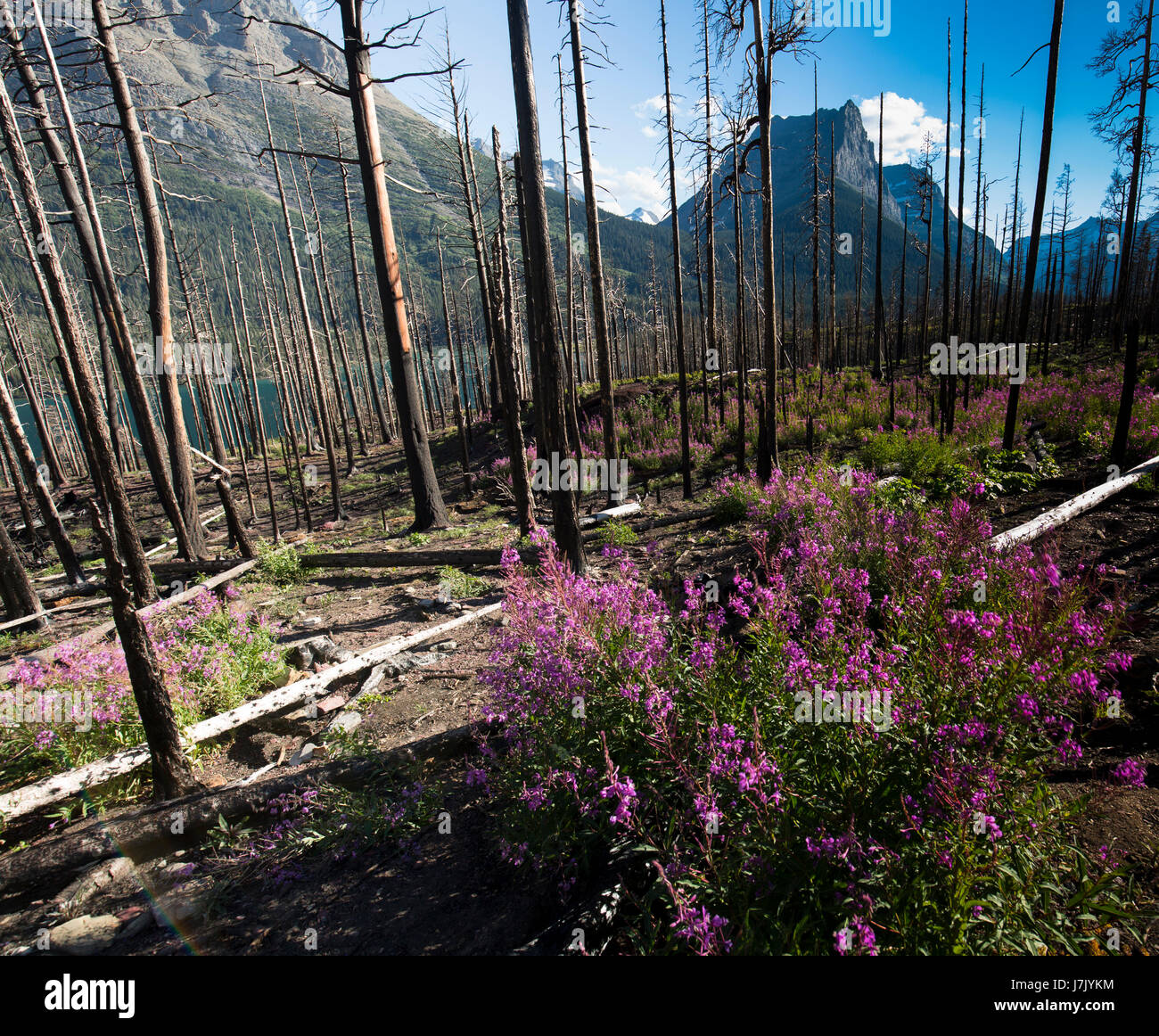 Wildlife wild flowers glacier national park landscapes Stock Photo - Alamy