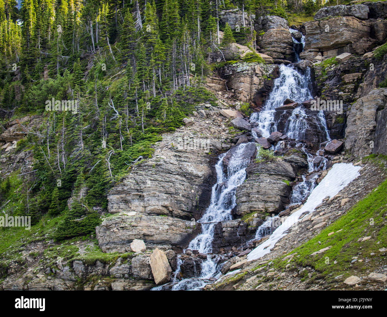Wildlife wild flowers glacier national park landscapes Stock Photo - Alamy