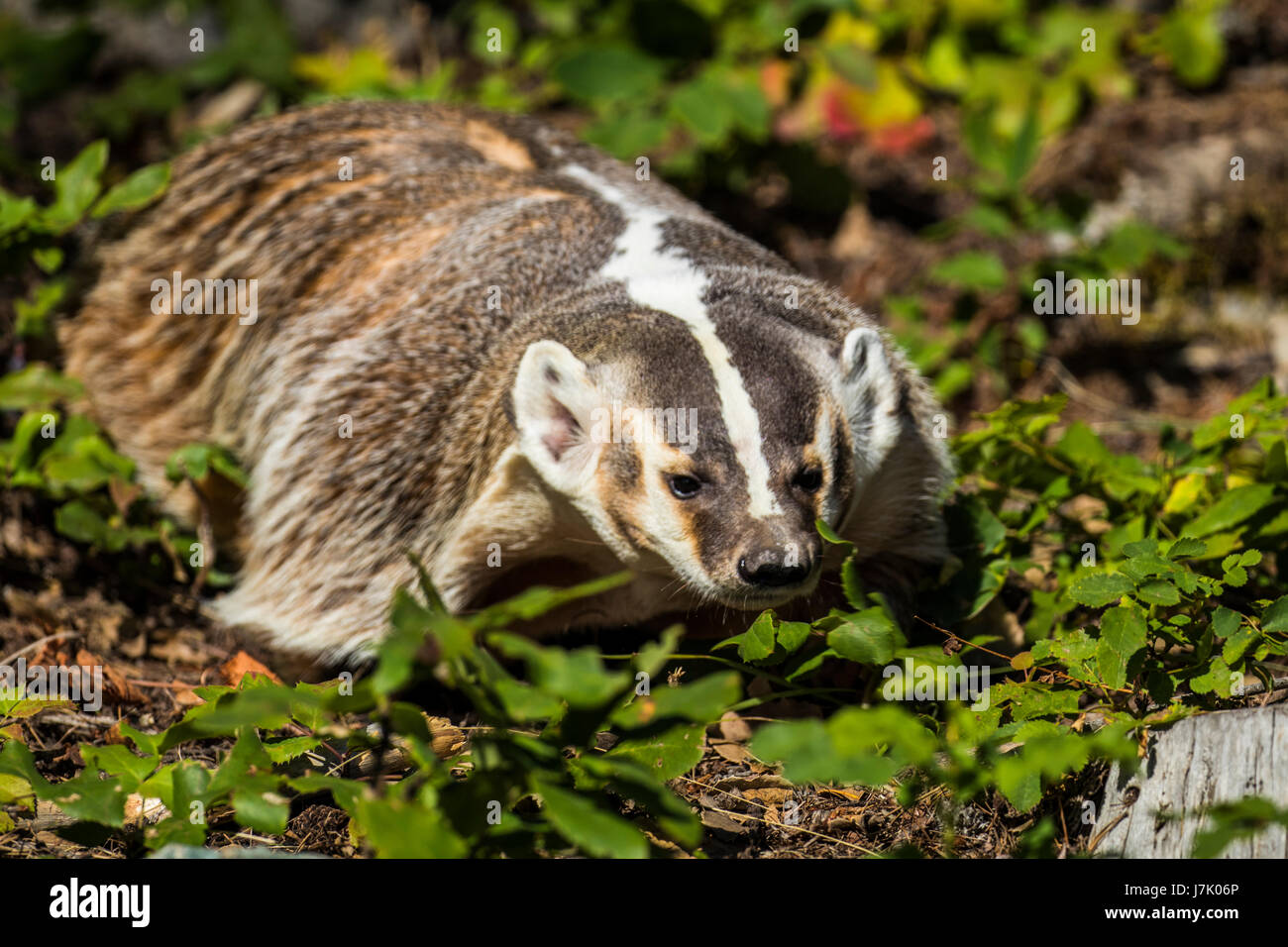 American Badger Taxidea taxus Stock Photo - Alamy
