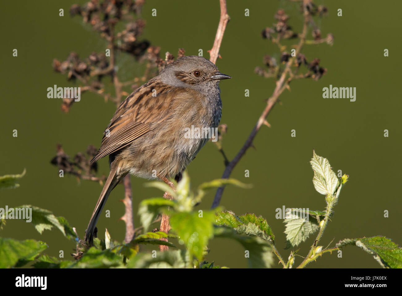 Dunnock (Prunella modularis) Stock Photo