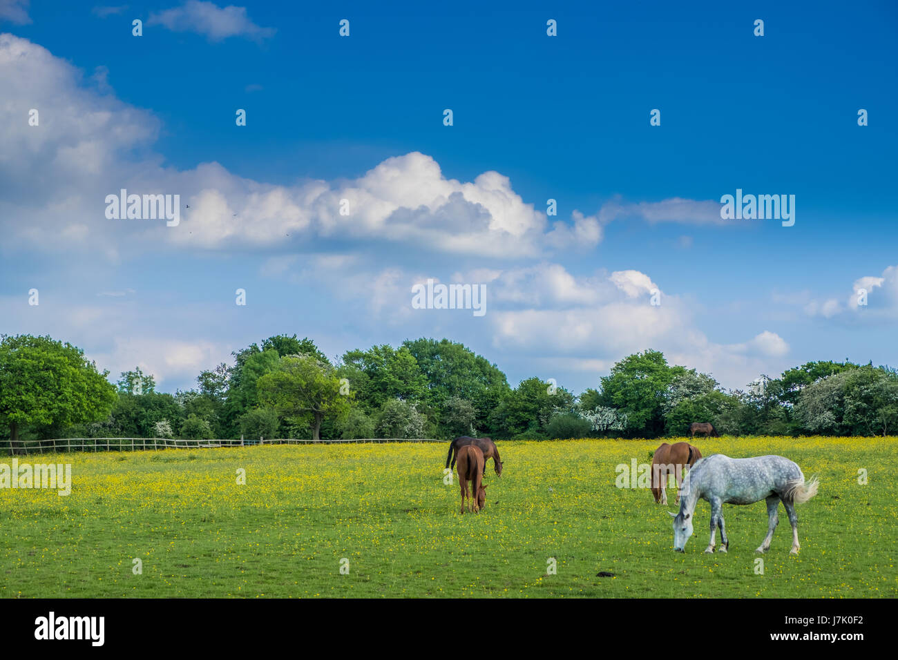 Horses Grazing in Woodgate Valley Country Park Stock Photo Alamy