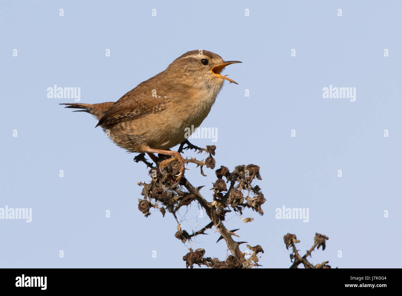 Common Wren (Troglodytes troglodytes) singing from the top of a dead bramble stem Stock Photo
