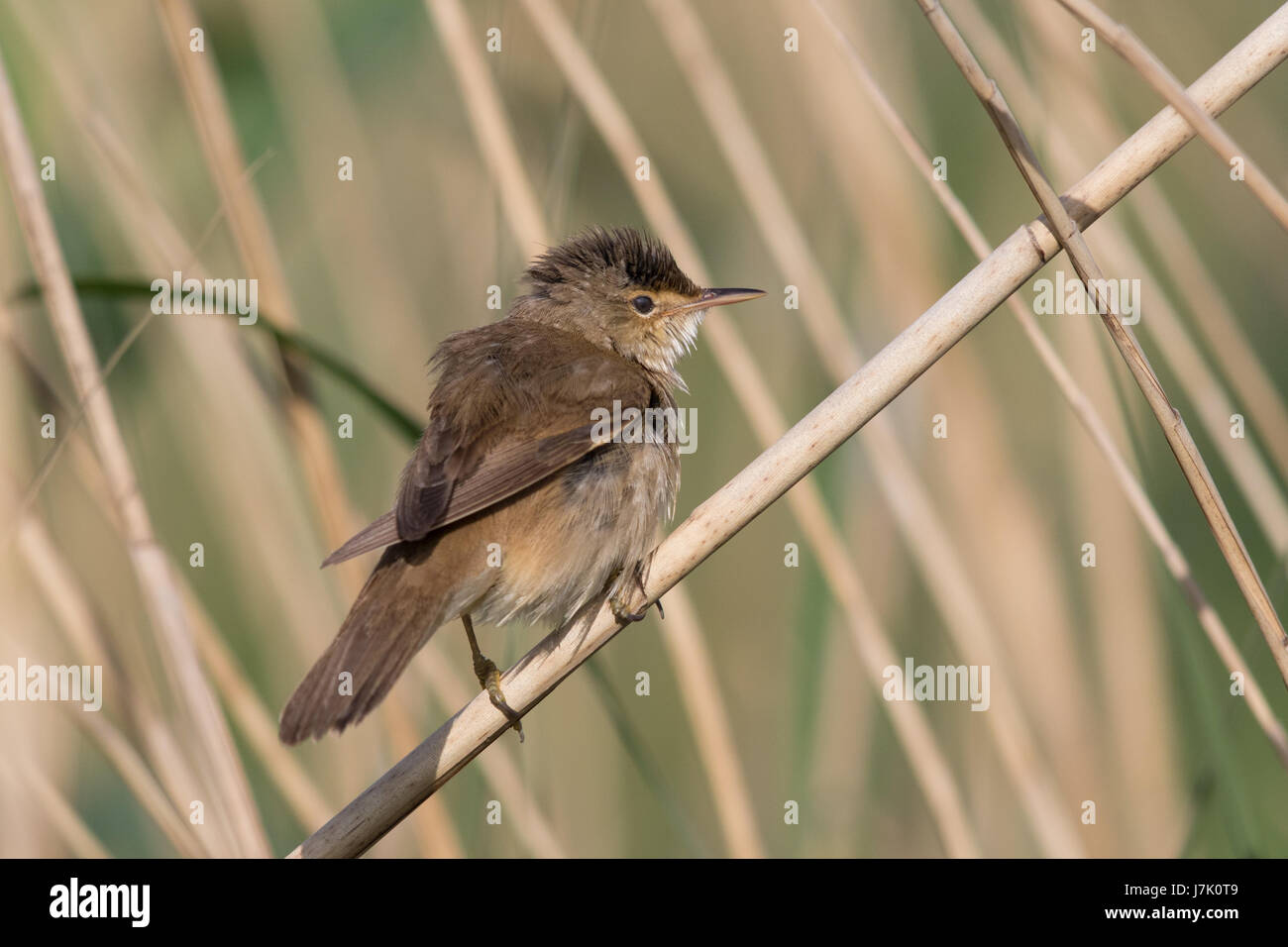 European Reed Warbler (Acrocephalus scirpaceus) Stock Photo
