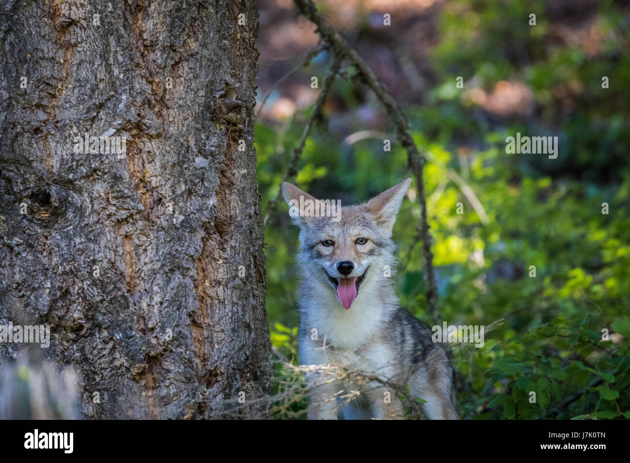 Canis latrans Stock Photo