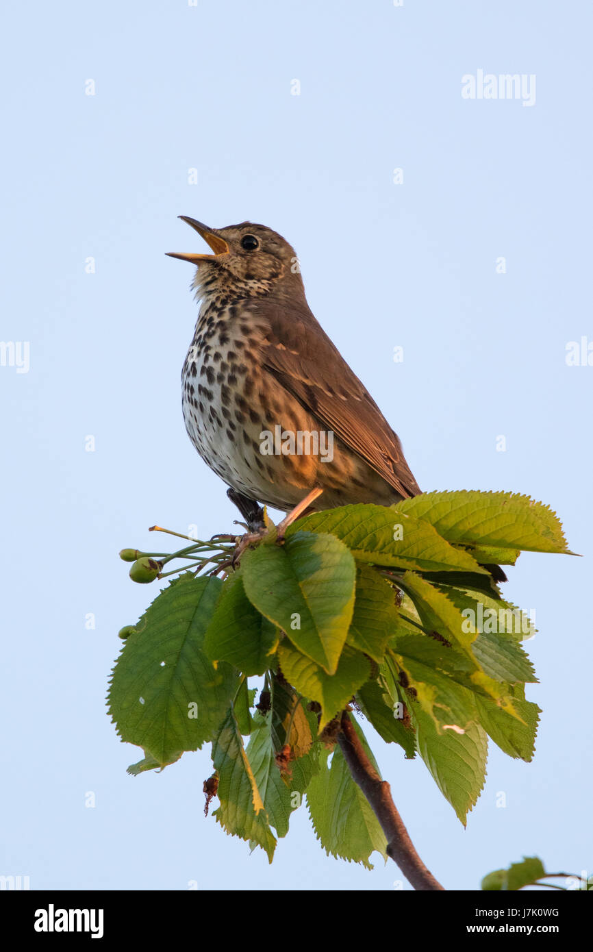 Song Thrush (Turdus philomelos) singing from a treetop Stock Photo