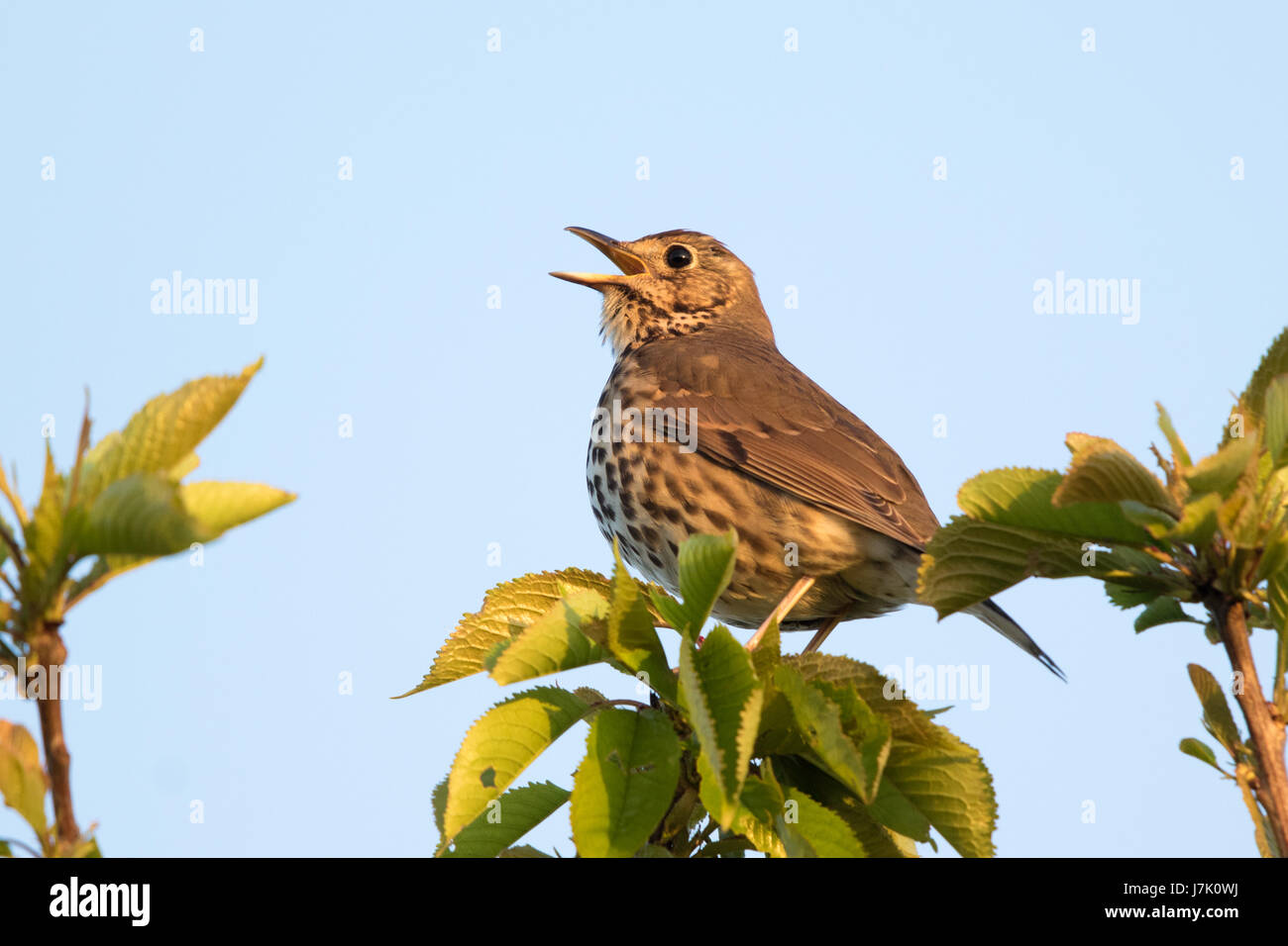 Song Thrush (Turdus philomelos) singing from a treetop Stock Photo