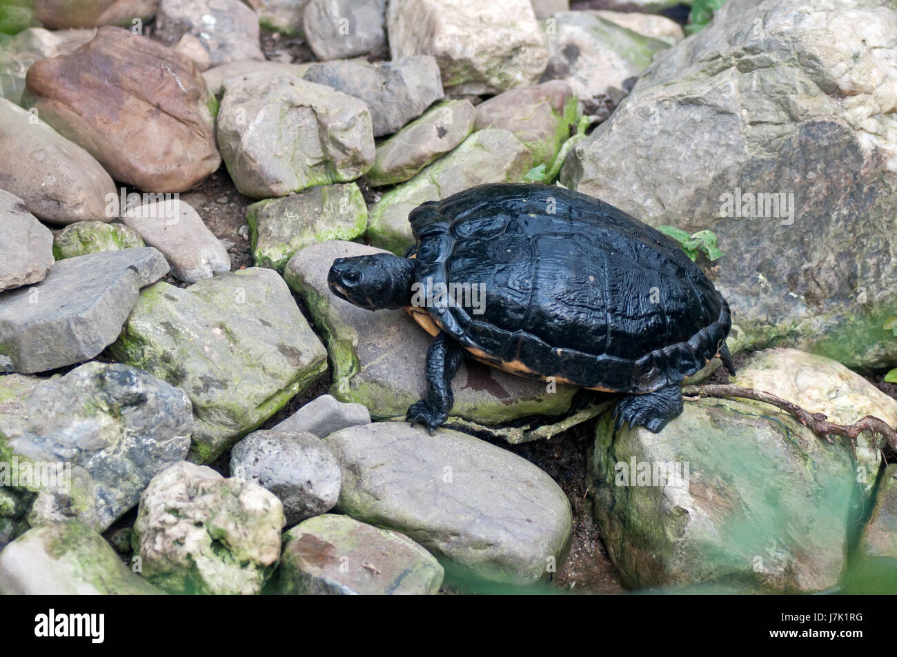 animal reptile reptiles turtle tortoise stone animal reptile armour