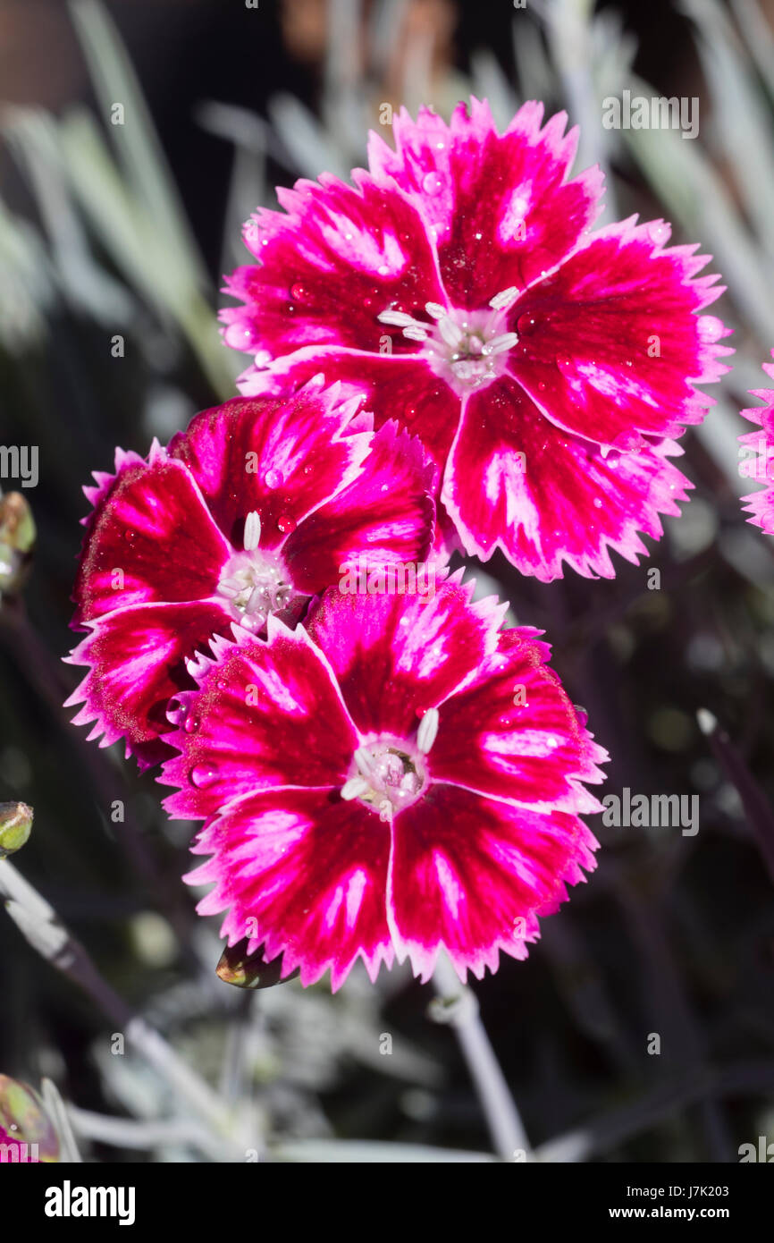 Bright red and pink flowers of the compact garden pink, Dianthus 'Supernova', a long flowering, fragrant variety Stock Photo