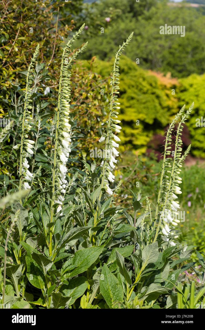 Upright Stems High Resolution Stock Photography and Images Alamy