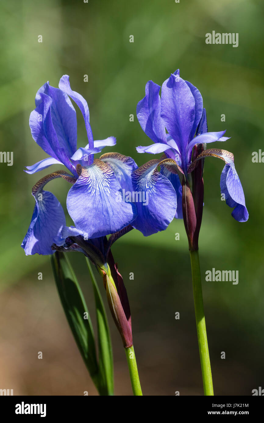 Blue flowers of the Siberian iris variety, Iris sibirica 'Caesar's Brother' in late May Stock Photo