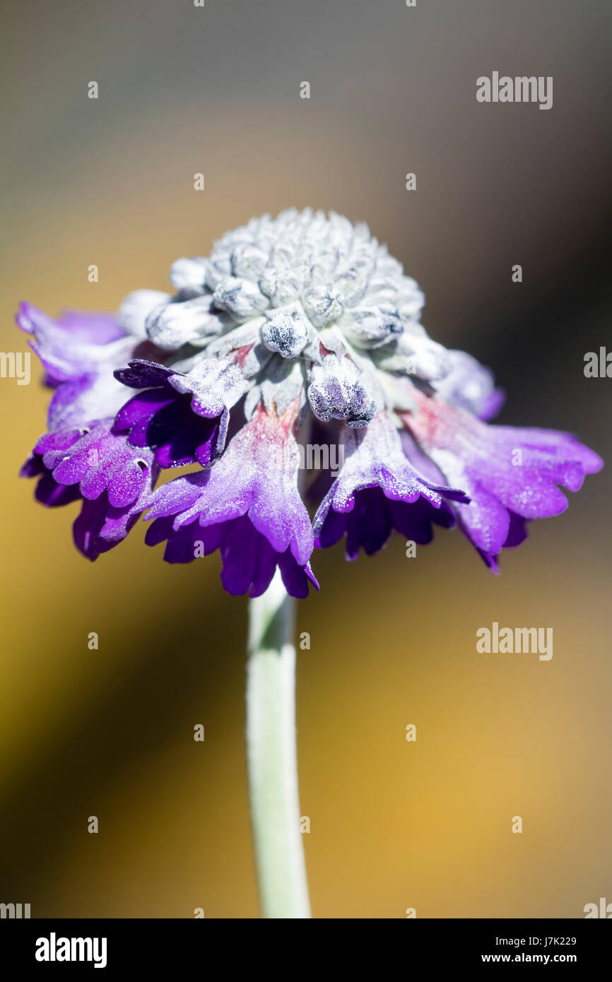 Flower head of the short lived perennial asiatic primrose, Primula capitata, showing the purple flowers and white farina coating on the stem and buds Stock Photo