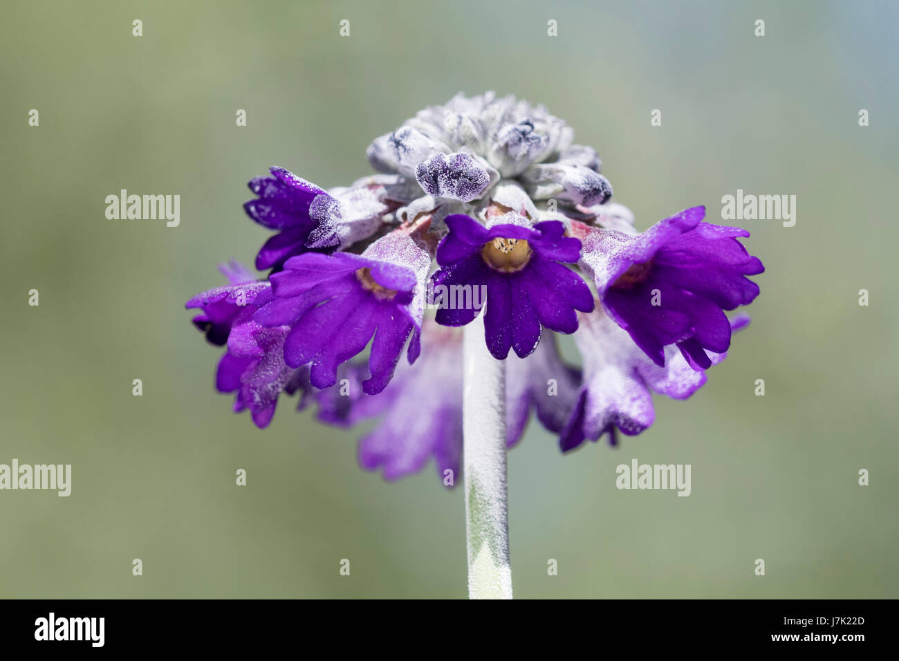Flower head of the short lived perennial asiatic primrose, Primula capitata, showing the purple flowers and white farina coating on the stem and buds Stock Photo