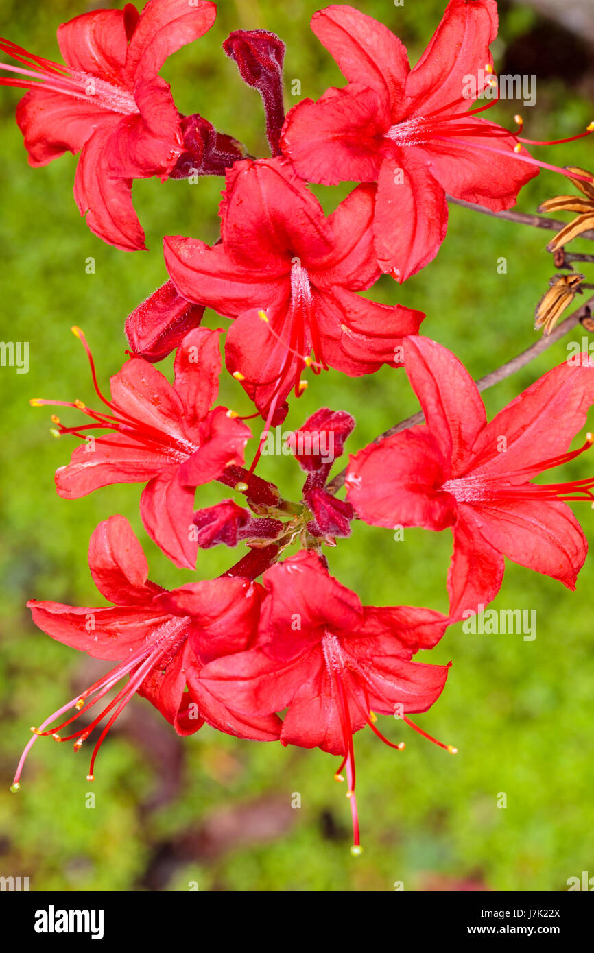 Vivid red flowers of the hardy deciduous azalea, Rhododendron 'Knap ...