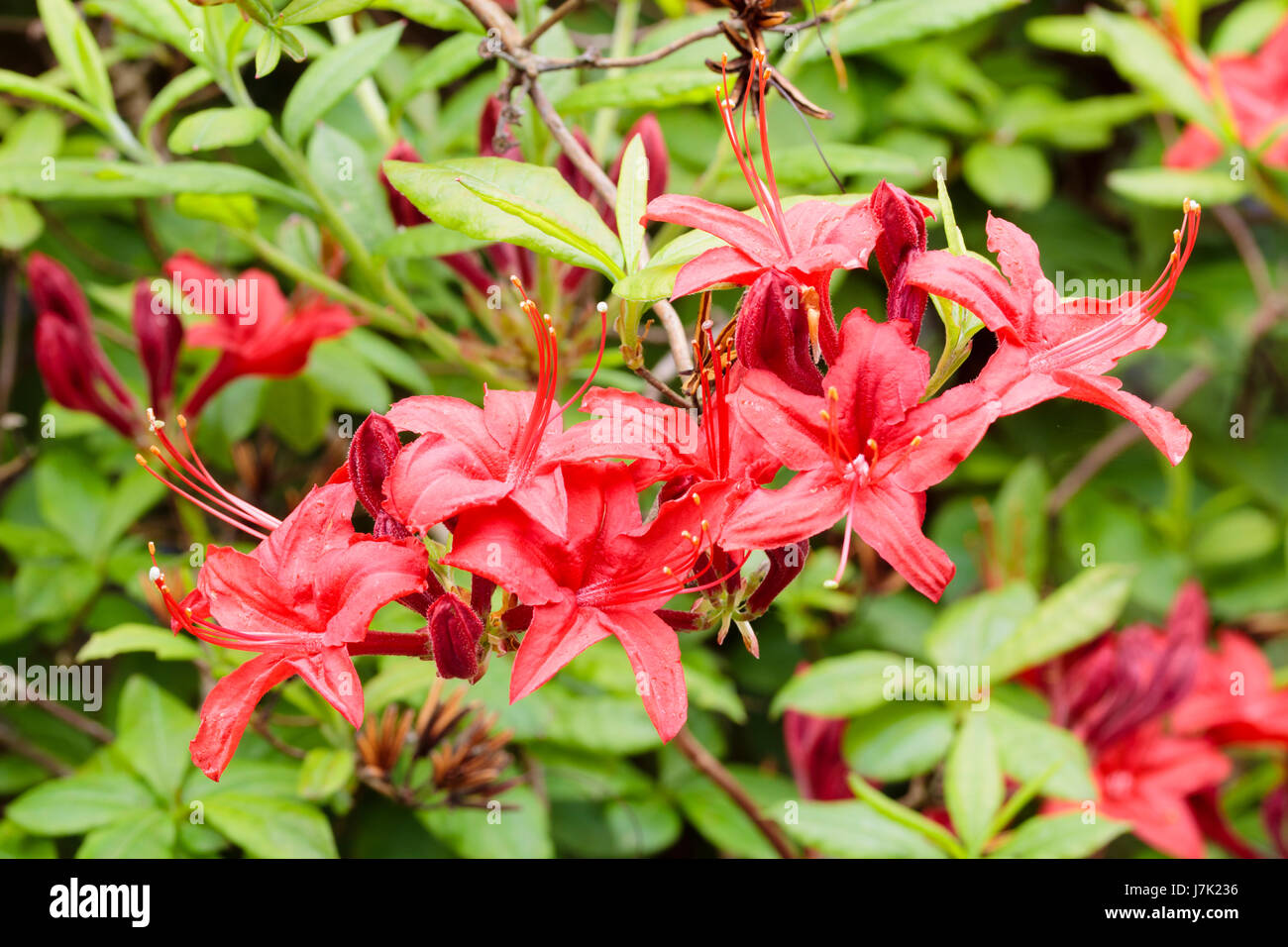 Vivid red flowers of the hardy deciduous azalea, Rhododendron 'Knap Hill Red' Stock Photo