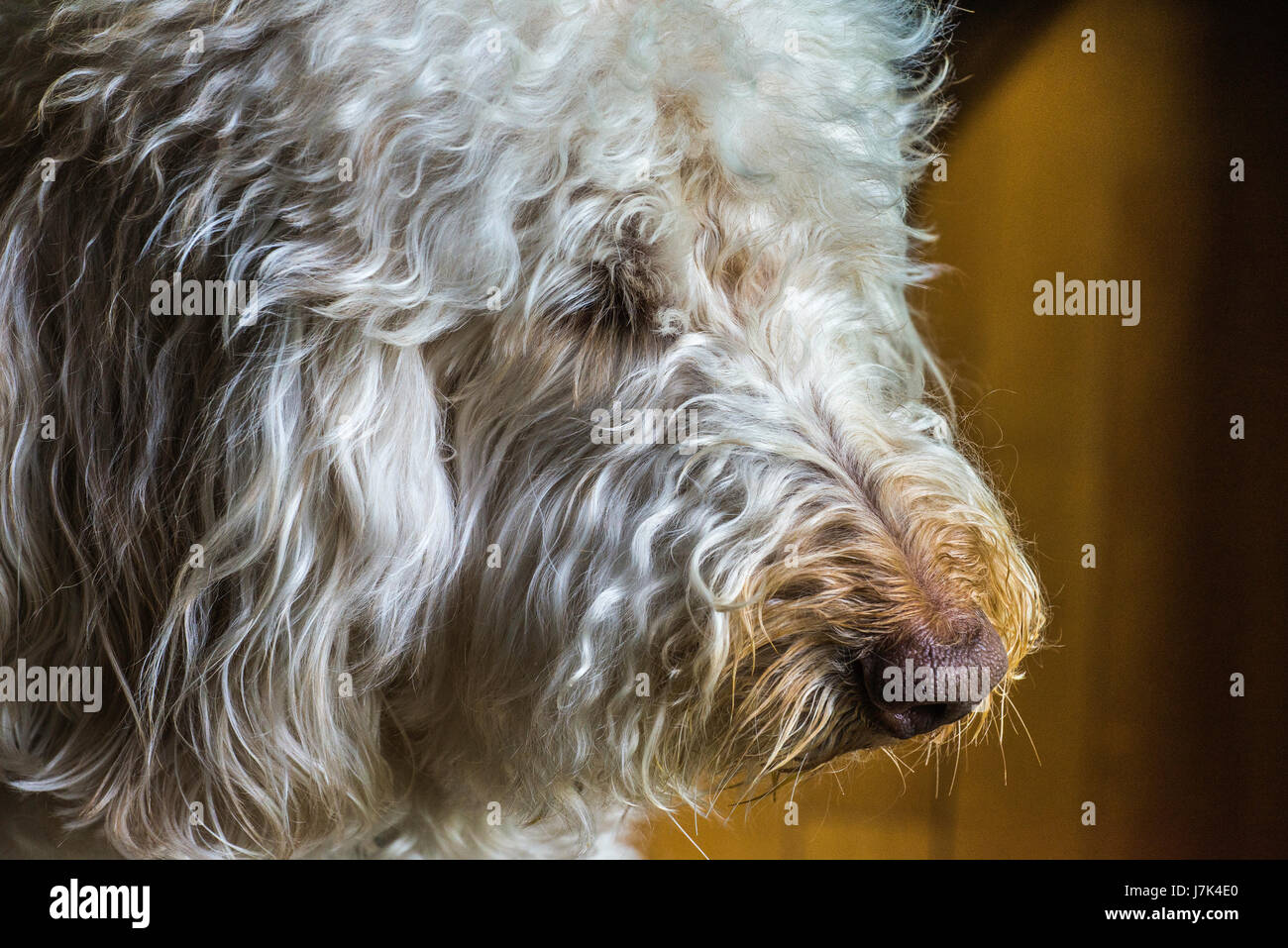 Labradoodle pet dog Stock Photo - Alamy