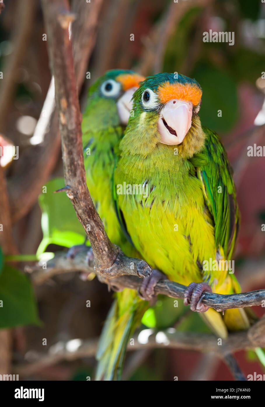 Two orange fronted parakeet birds sitting in a tree Stock Photo