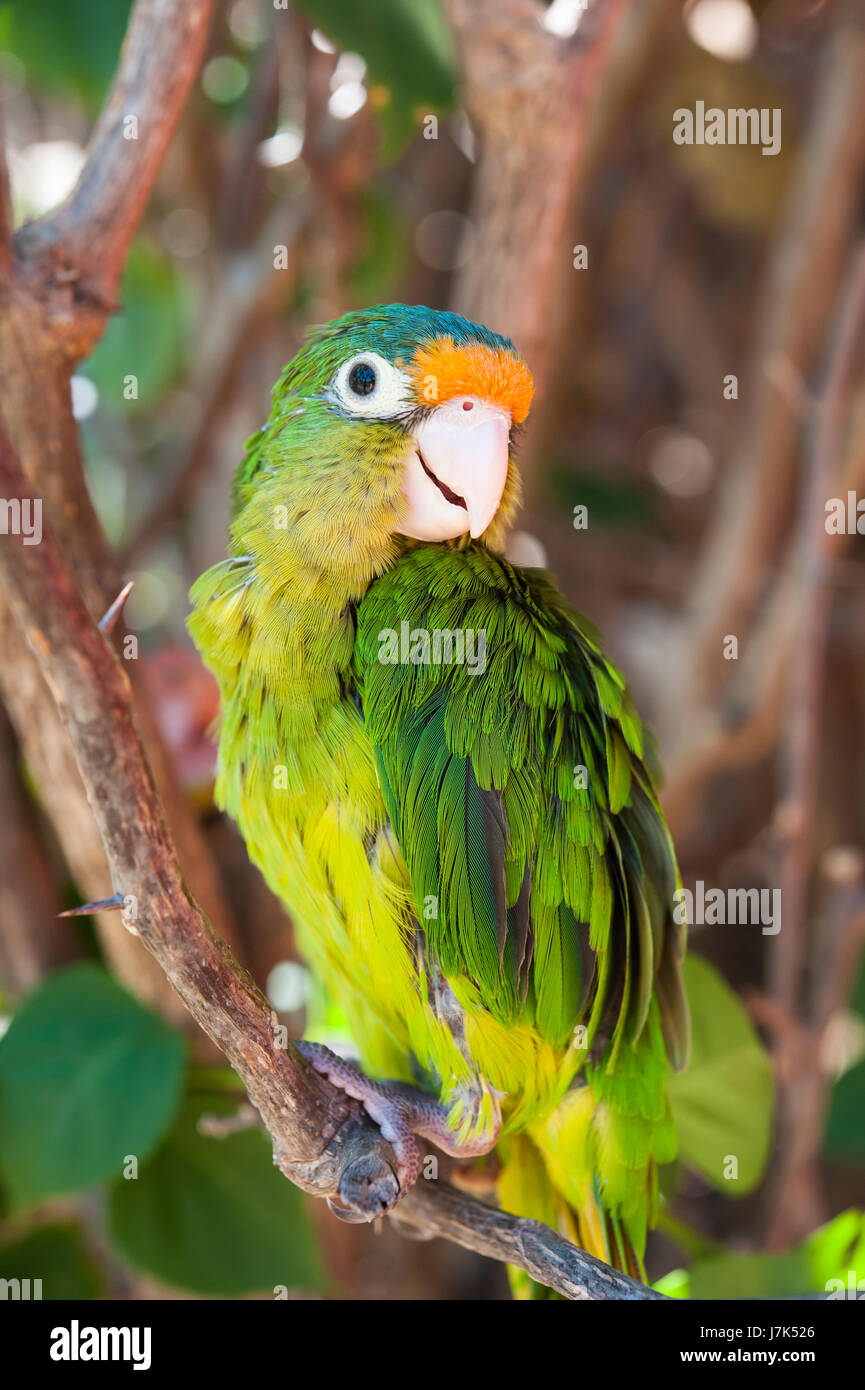 Adolescent orange fronted parakeet sitting on a branch Stock Photo