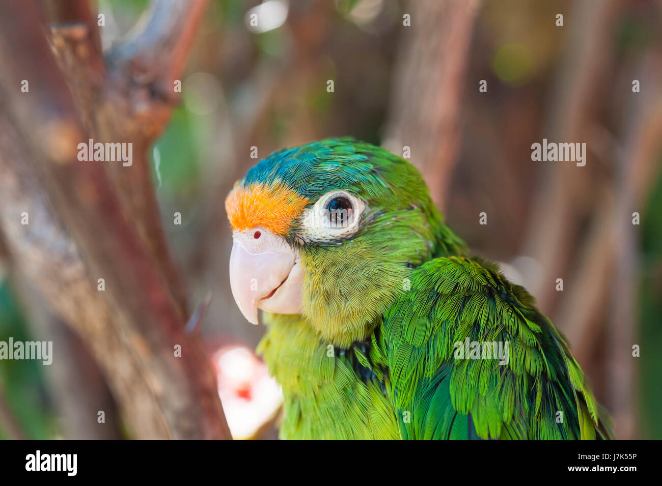 Close up of an orange fronted parakeet in the forest Stock Photo