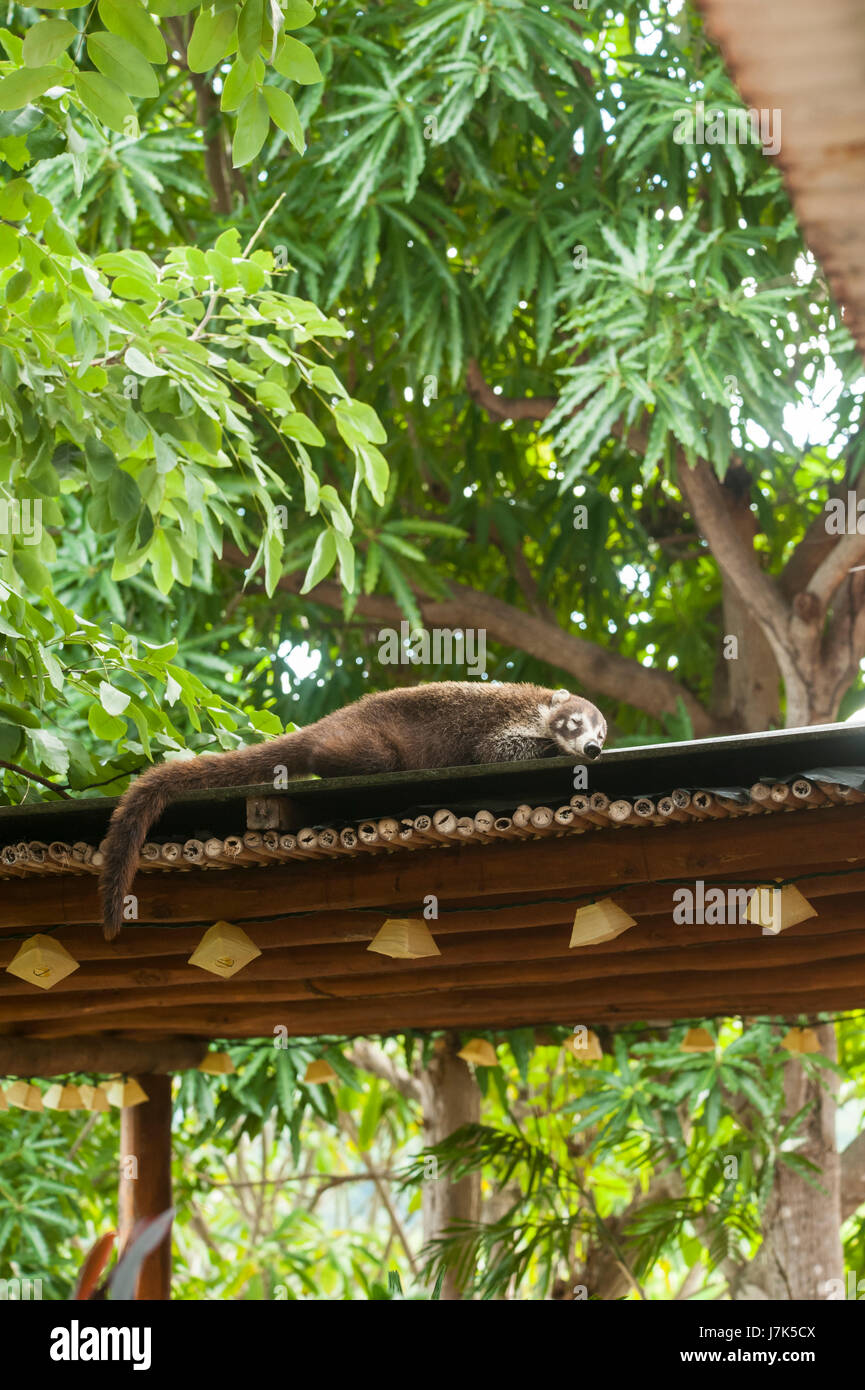 White nosed coati sleeping on the roof in the tropical rainforest Stock Photo