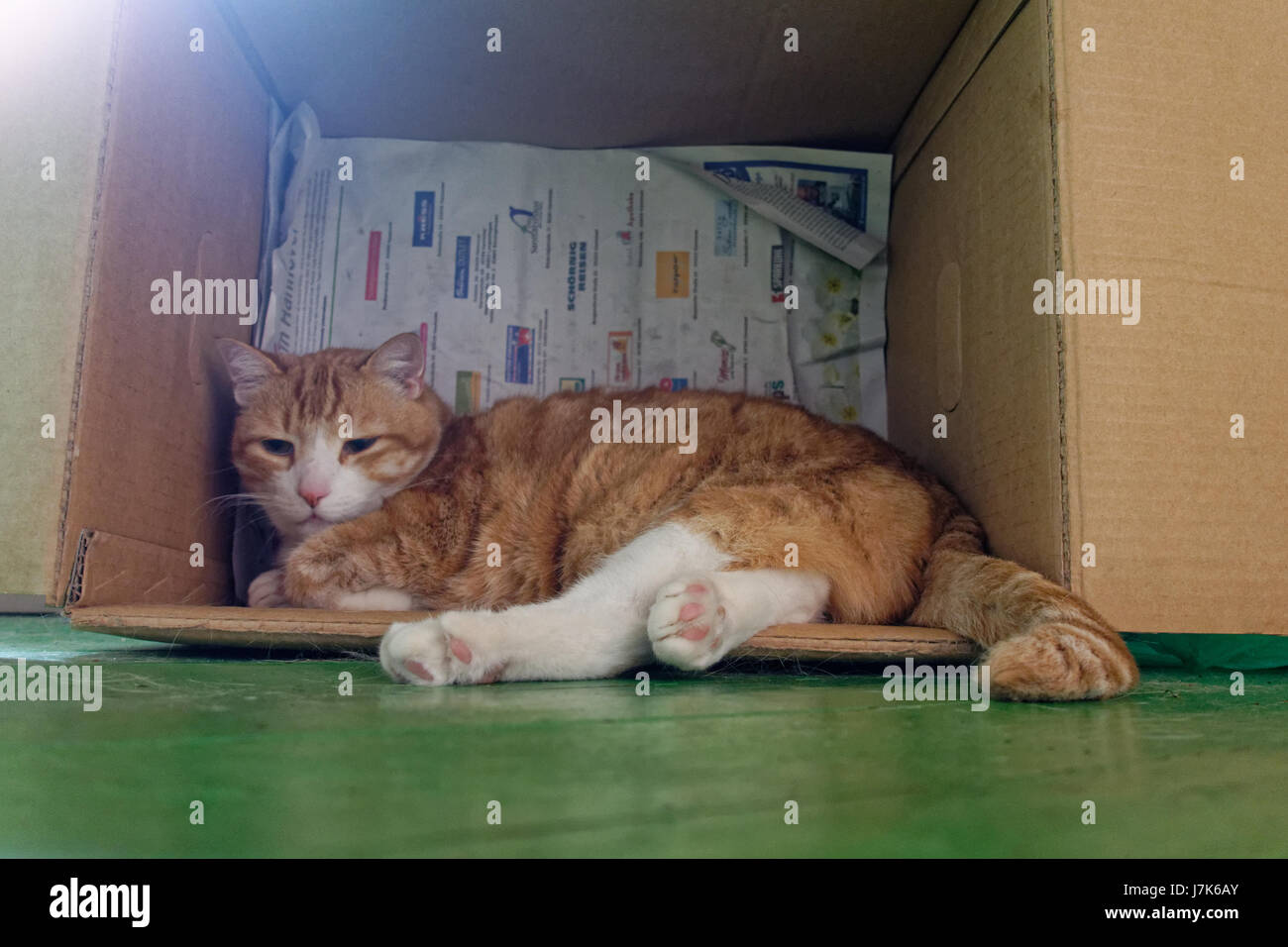 Yujing,home Cat. Stock Photo