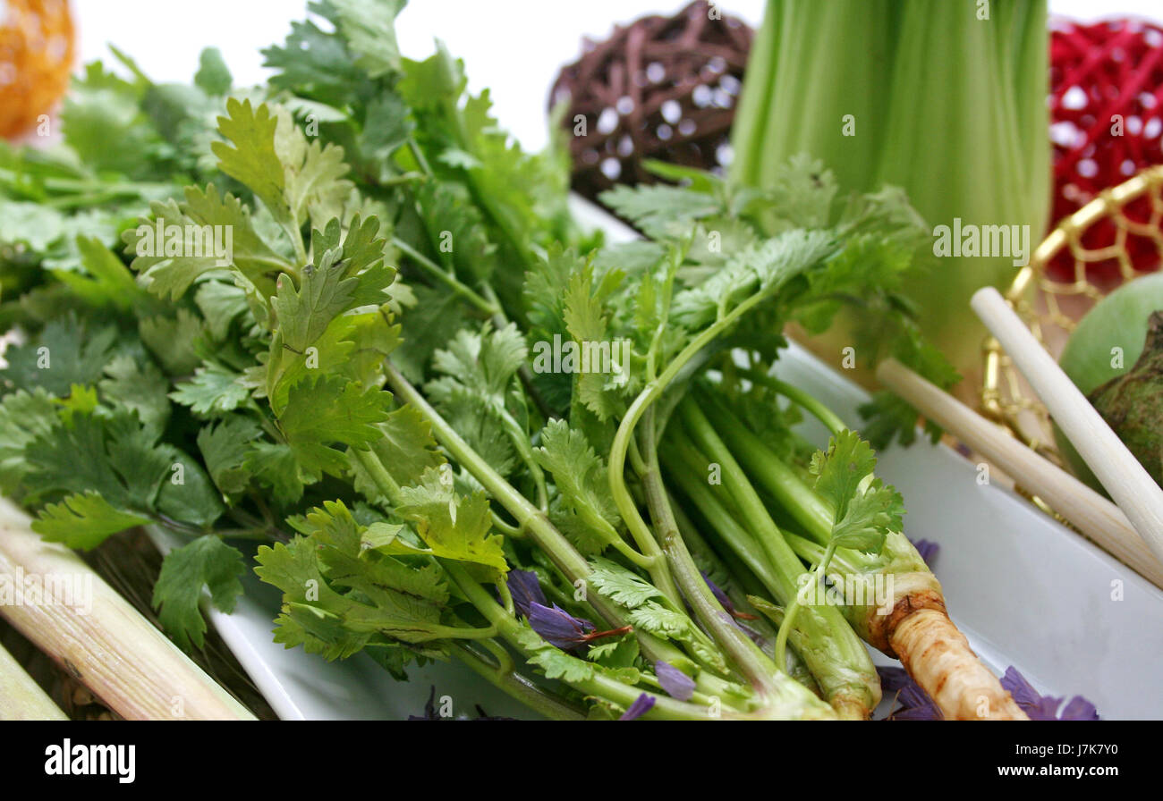 spice green asiatic root herb coriander healthy food aliment health