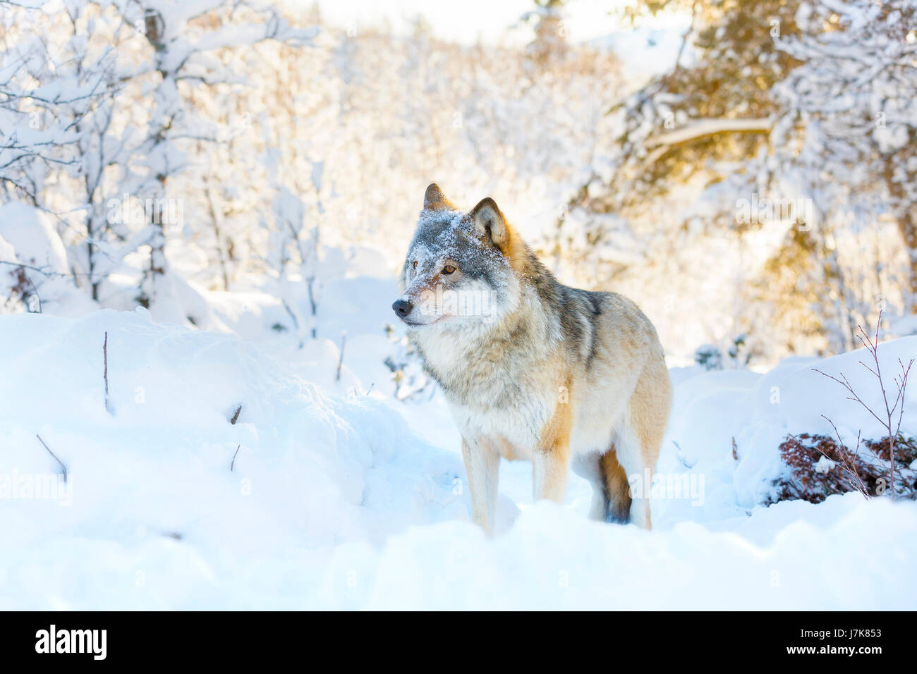 Wolf stands in beautiful and snowy winter landscape Stock Photo