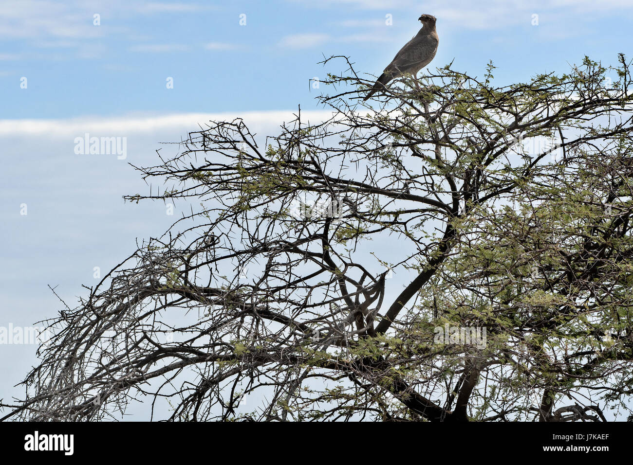 Astore cantante pallido (Melierax canorus), Pale Chanting Goshawk Stock Photo