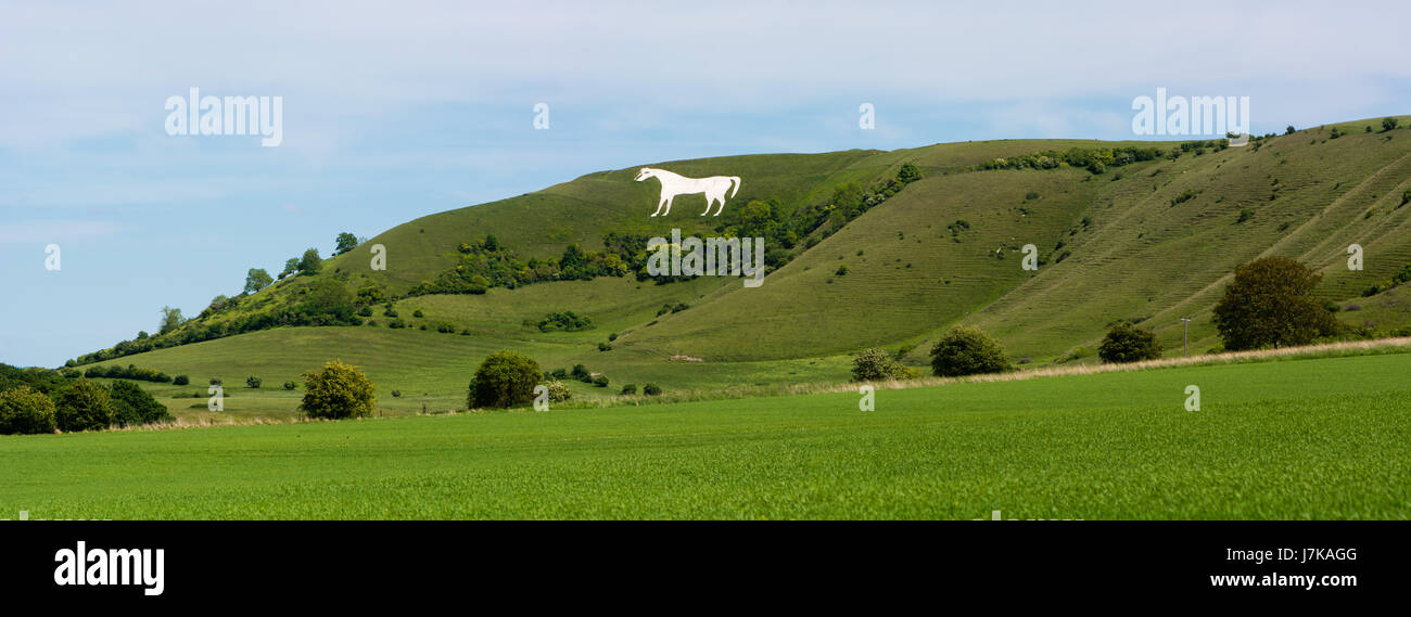 Panorama of Westbury White Horse. Hill figure created by exposing white chalk on the escarpment