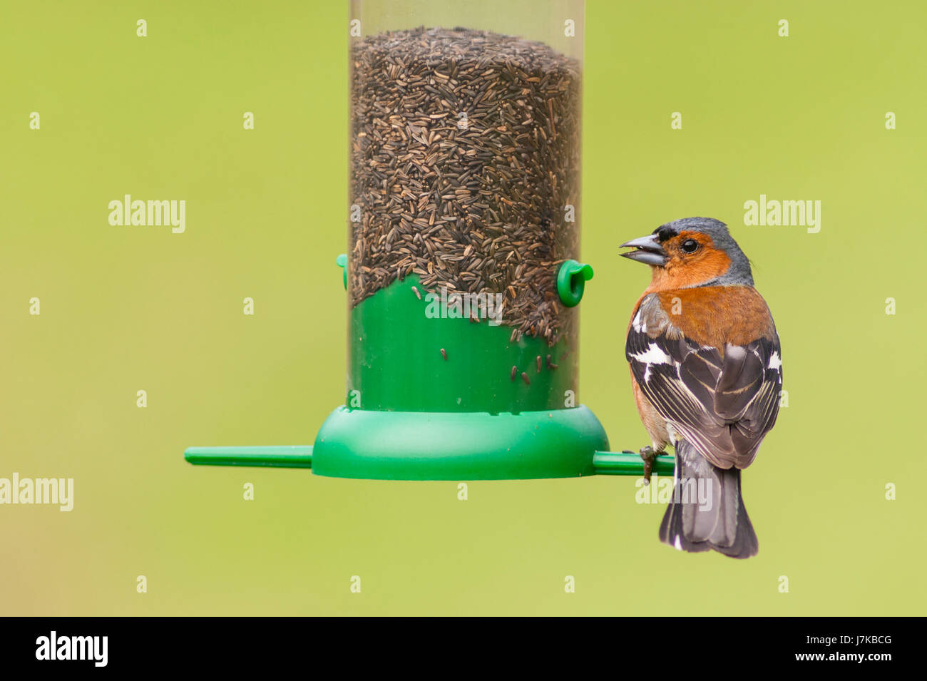 A male Chaffinch (Fringilla coelebs) in the uk Stock Photo