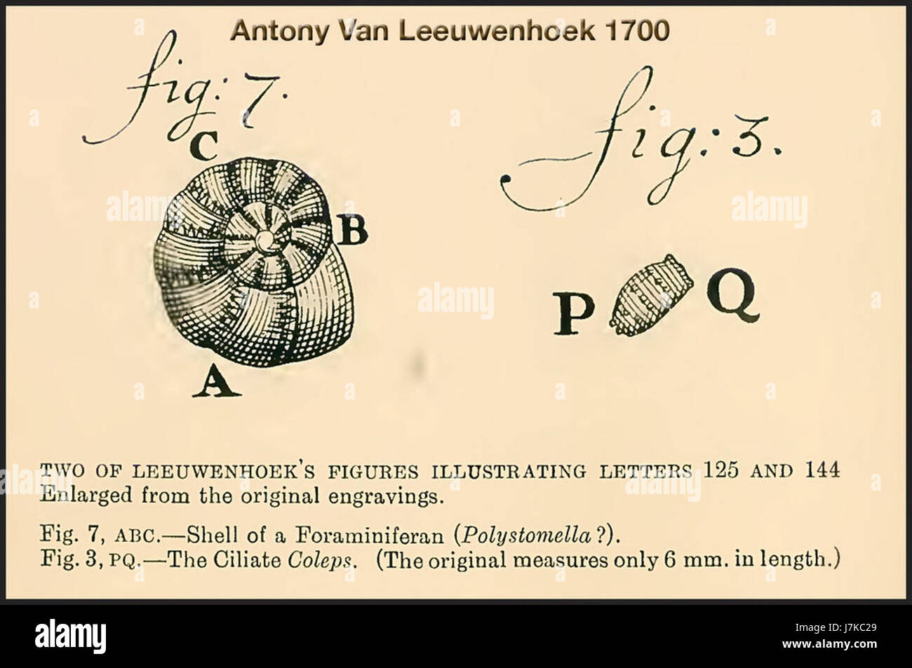 leeuwenhoek drawings