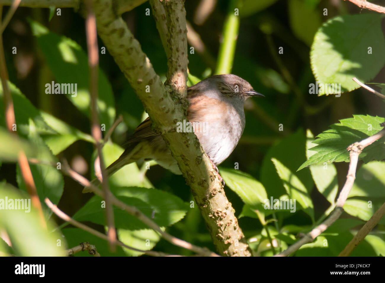 Dunnock (Prunella modularis) bird perched on branch. Bird in the family Prunellidae sitting amongst dense vegetation Stock Photo