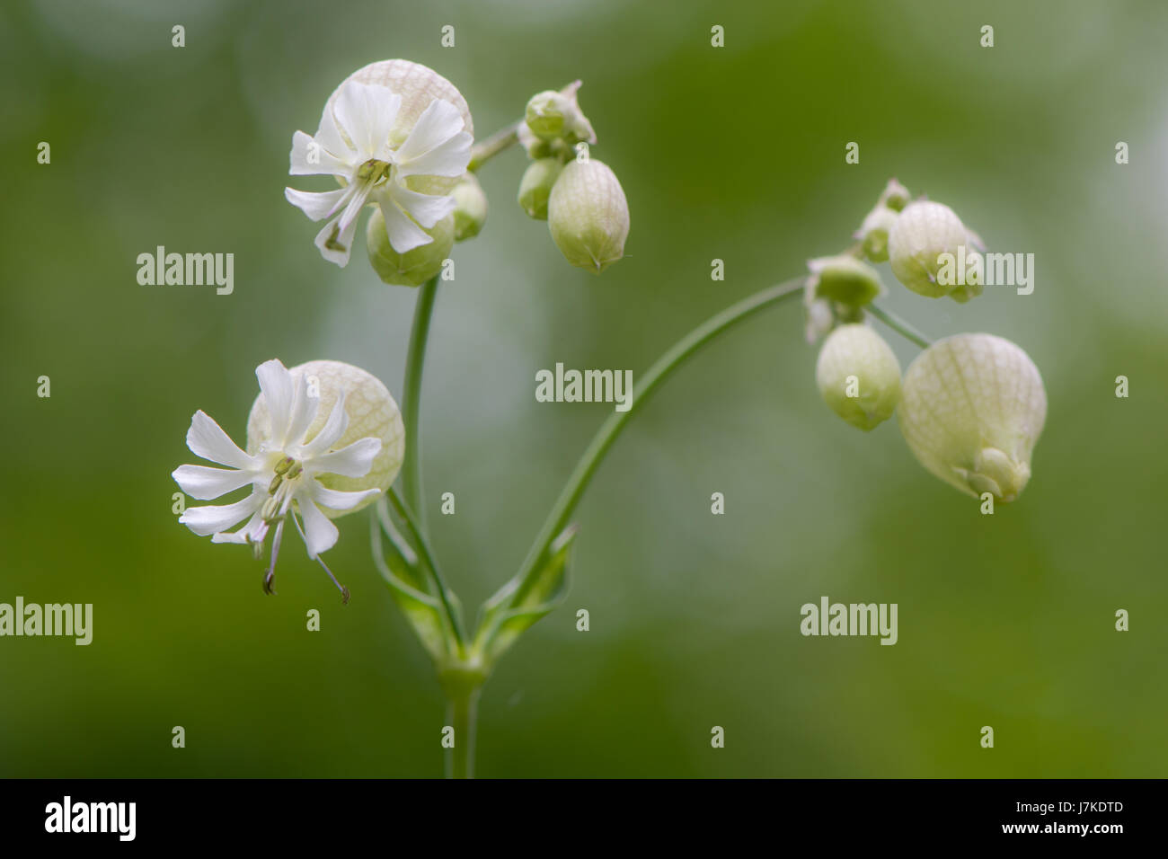 Bladder campion (Silene vulgaris) in flower. A delicate flower in the family Caryophyllaceae, with calyx inflated and constricted at the mouth Stock Photo