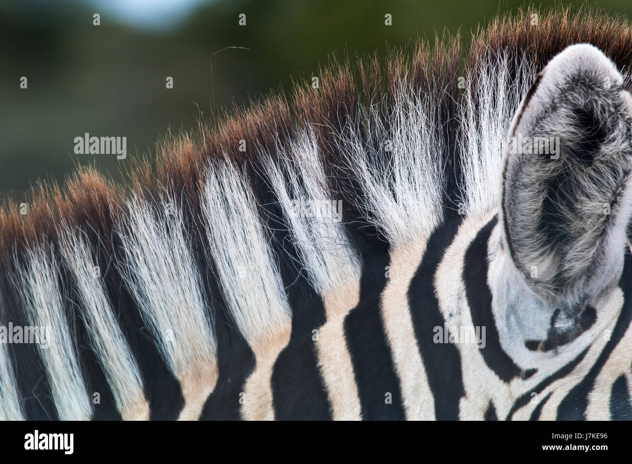Zebra di Burchell (Equus quagga burchellii), Burchell's Zebra Stock
