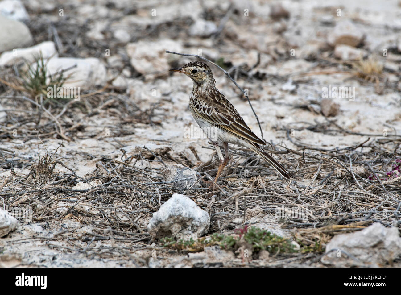 Pispola africana (Anthus cinnamomeus), African Pipit Stock Photo