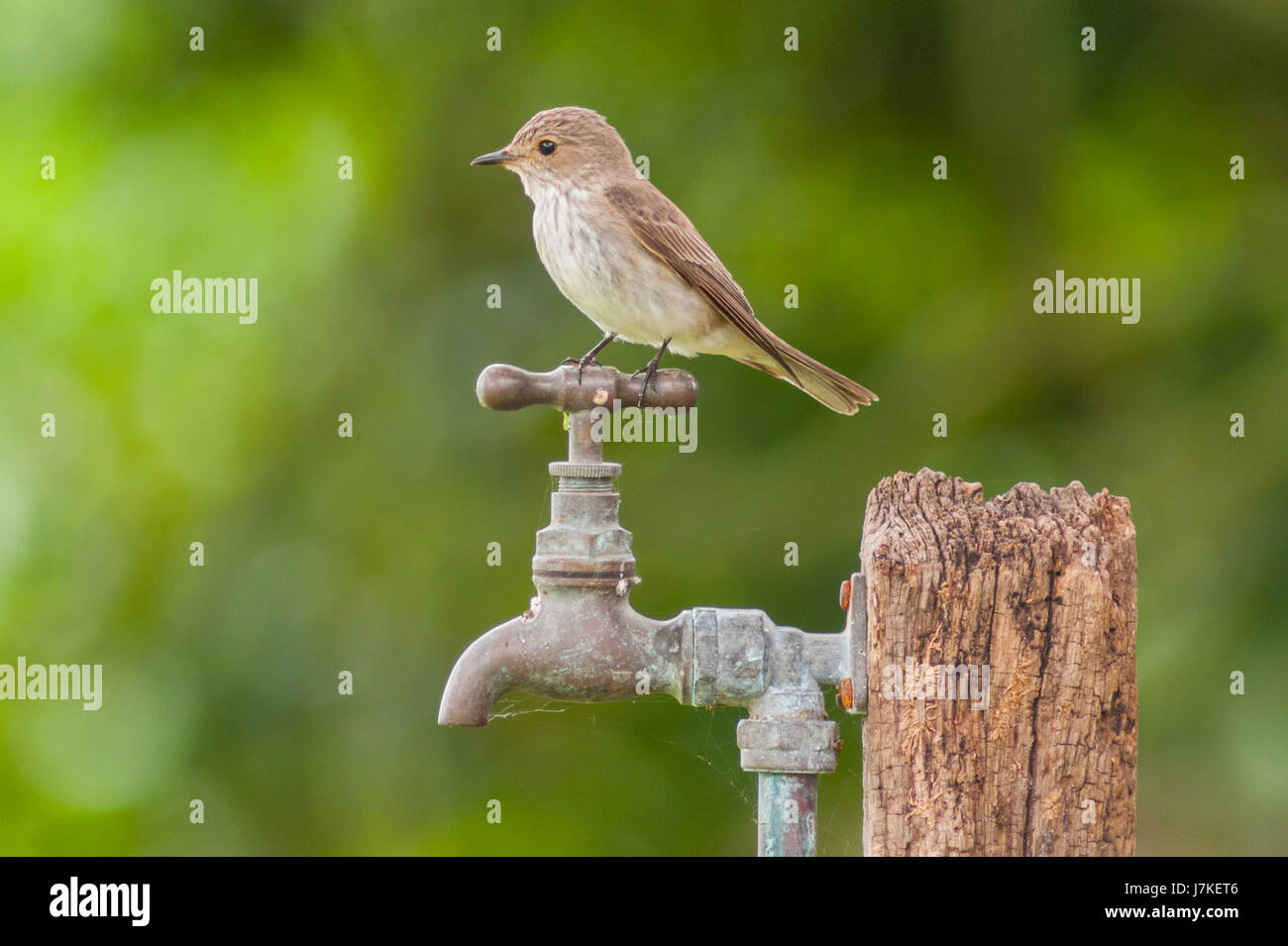 A Spotted Flycatcher  (Muscicapa striata) in the uk Stock Photo