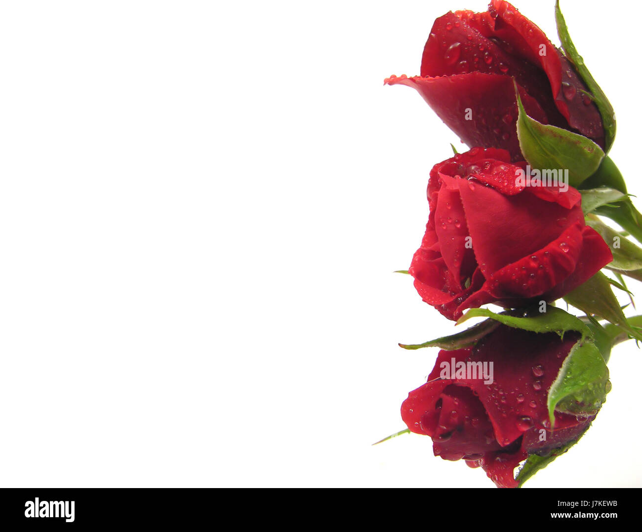 red roses with water drops on the right side of a white background Stock Photo