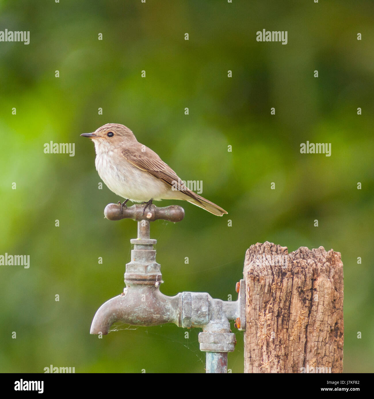 A Spotted Flycatcher  (Muscicapa striata) in the uk Stock Photo