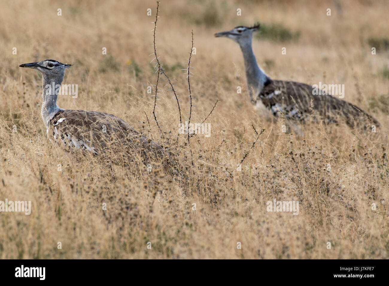 Otarde Di Kori Ardeotis Kori Kori Bustards Stock Photo Alamy