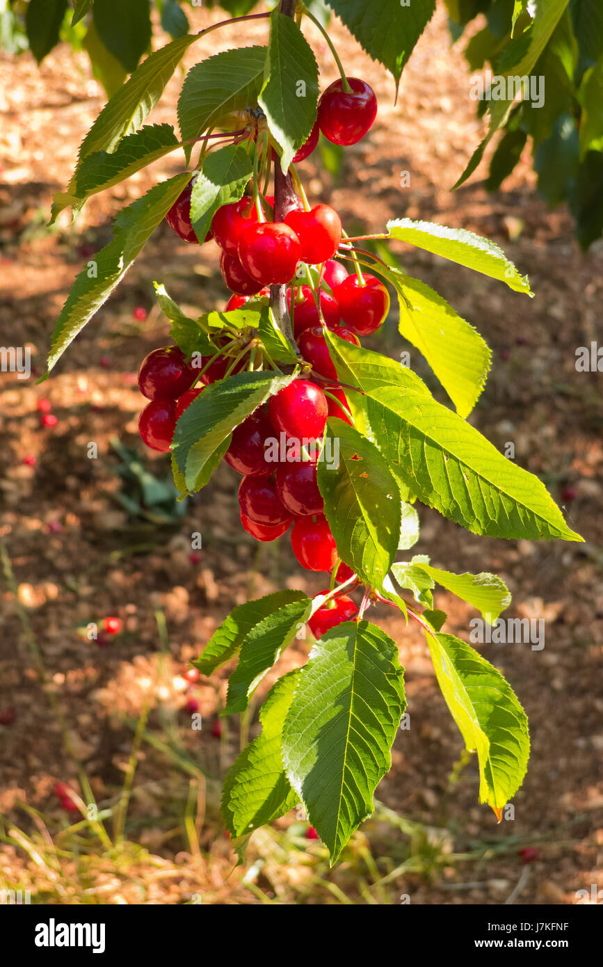 Cherries that growing on biologic soil in Puglia italian region. Stock Photo